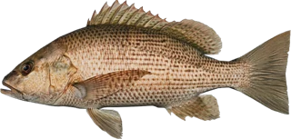 Mangrove Snapper