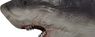 Megalodon