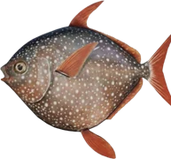 Opah