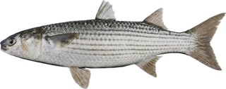 Mullet