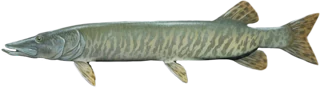 Muskellunge
