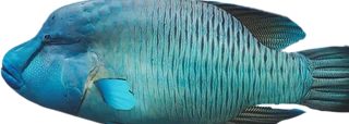 Napoleon Wrasse