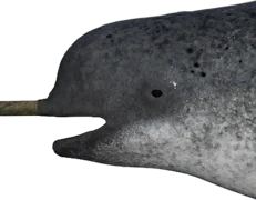 Narwhal
