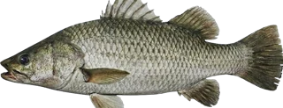 Nile Perch