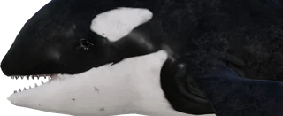 Orca