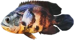 Oscar Cichlid