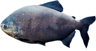 Pacu