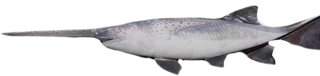Paddlefish