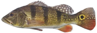 Peacock Bass