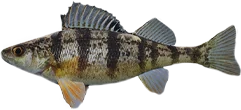 Perch