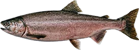 Pink Salmon