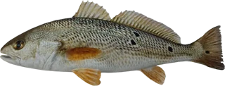 Red Drum