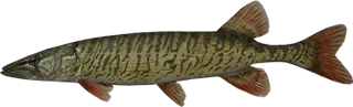 Redfin Pickeral