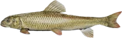 Redhorse Sucker