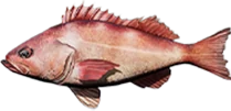 Red Perch