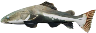 Redtail Catfish