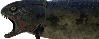 Rhizodus