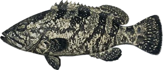 Saddletail Grouper