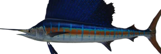 SailFish