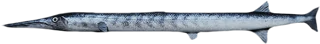 Saurichthys