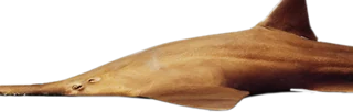 SawFish