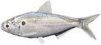 Shad
