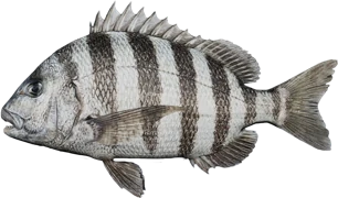 Sheepshead