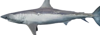 Shortfin Mako