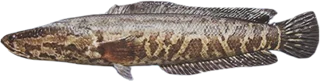 Snakehead