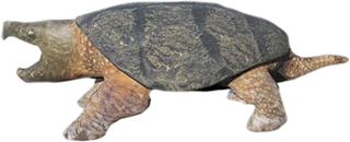 Snapping Turtle