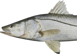 Snook