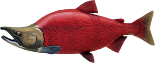 Sockeye Salmon