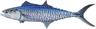 Spanish Mackerel