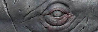 Sperm Whale