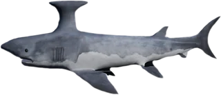 Stethacanthus