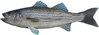 Striped Bass