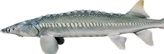 Sturgeon
