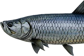 Tarpon