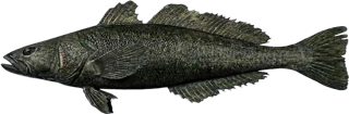 Toothfish