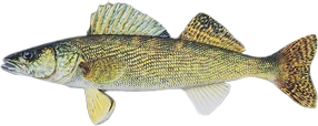Walleye