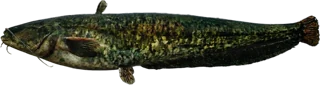 Wels Catfish