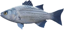White Bass