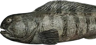 Wolffish