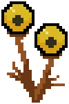 Eyegrass