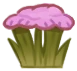 Cheddar Pink