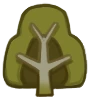 European Beech