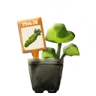 ワサビの苗