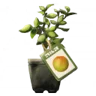 梅の苗木