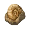 貝の化石