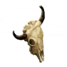 牛の頭蓋骨